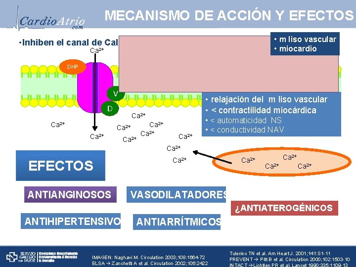 MECANISMO DE ACCIÓN Y EFECTOS • Inhiben el canal de Calcio dependiente de voltaje