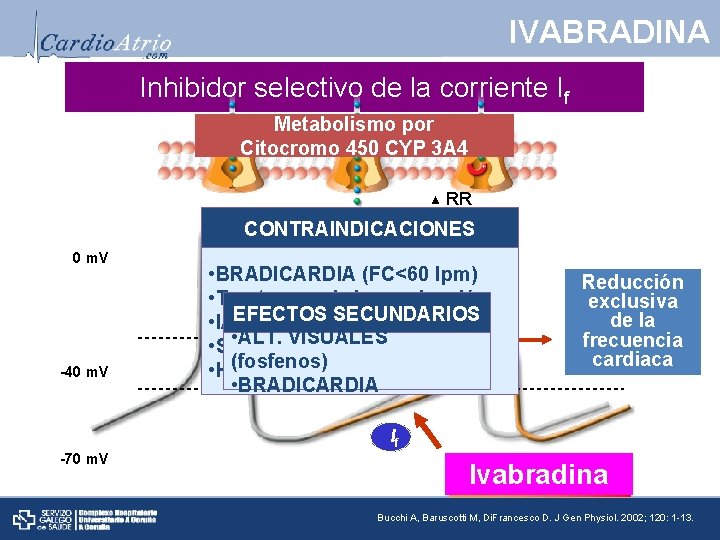 IVABRADINA Inhibidor selectivo de la corriente If Metabolismo por Citocromo 450 CYP 3 A