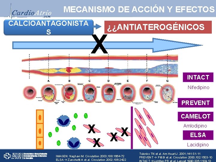 MECANISMO DE ACCIÓN Y EFECTOS CALCIOANTAGONISTA S ¿¿ANTIATEROGÉNICOS ? ? X INTACT Nifedipino PREVENT