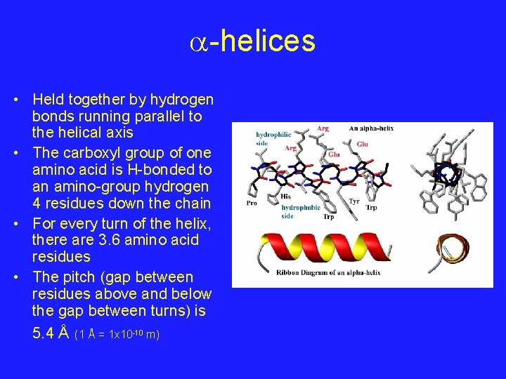  -helices • Held together by hydrogen bonds running parallel to the helical axis