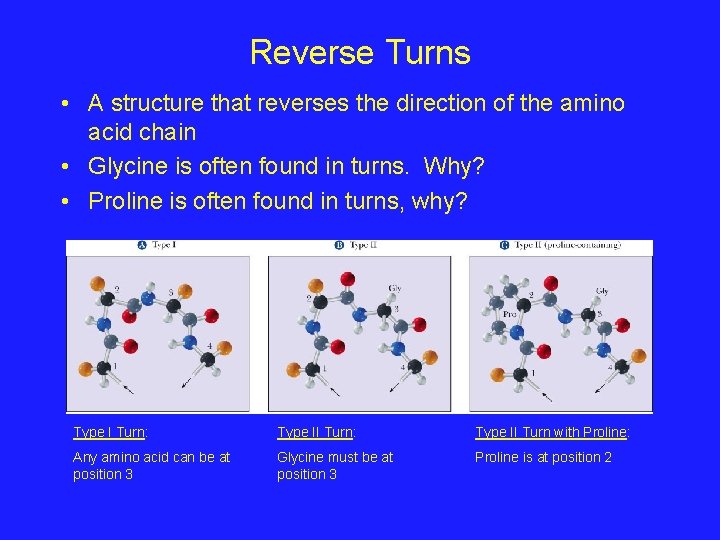 Reverse Turns • A structure that reverses the direction of the amino acid chain