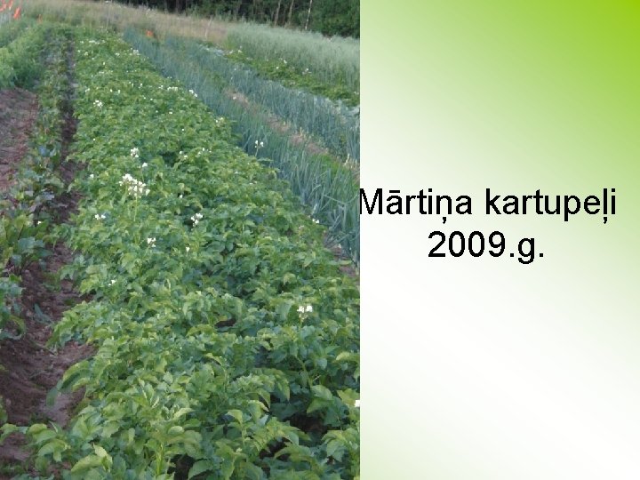 Mārtiņa kartupeļi 2009. g. 