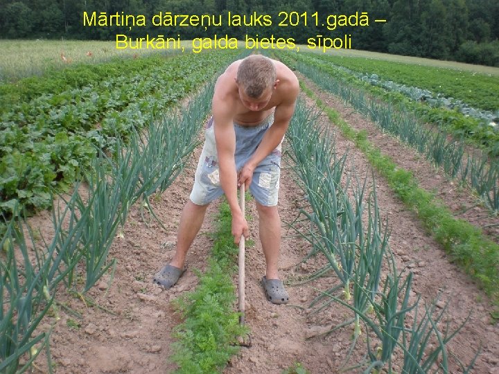 Mārtiņa dārzeņu lauks 2011. gadā – Burkāni, galda bietes, sīpoli 