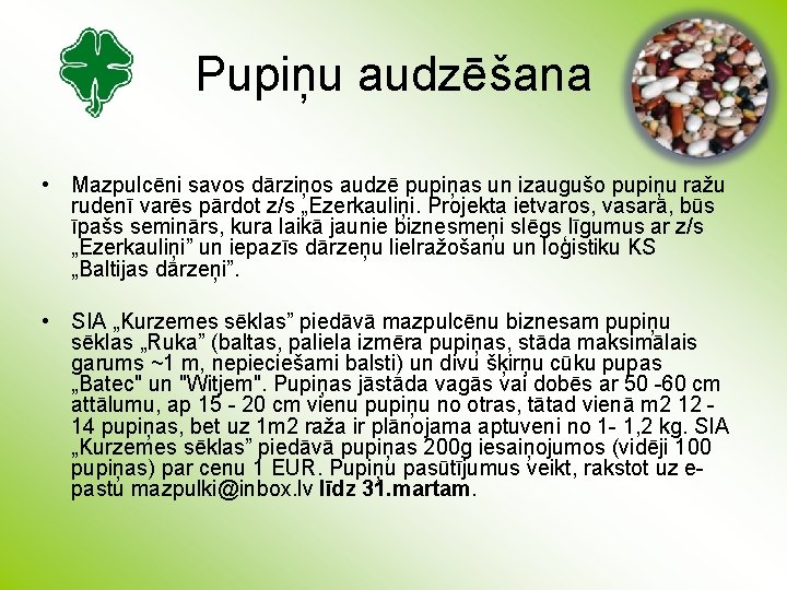 Pupiņu audzēšana • Mazpulcēni savos dārziņos audzē pupiņas un izaugušo pupiņu ražu rudenī varēs