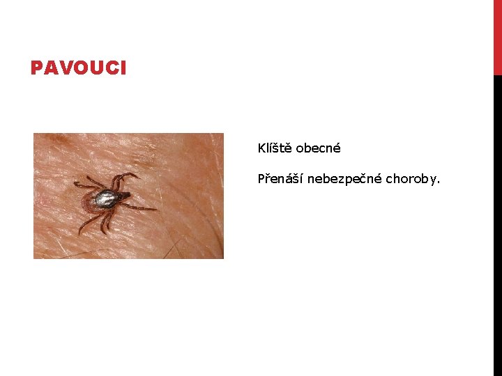 PAVOUCI Klíště obecné Přenáší nebezpečné choroby. 