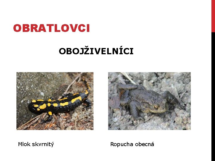 OBRATLOVCI OBOJŽIVELNÍCI Mlok skvrnitý Ropucha obecná 