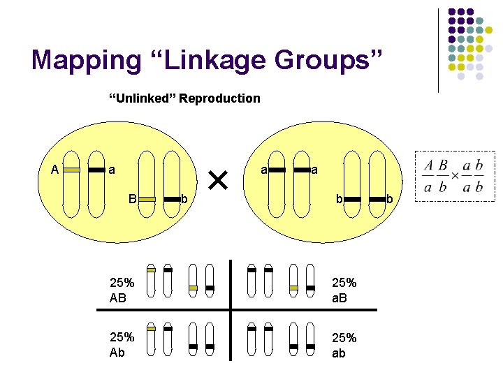 Mapping “Linkage Groups” “Unlinked” Reproduction A a a B b a b 25% AB