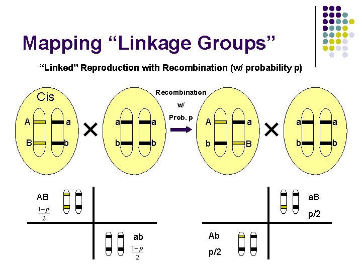 Mapping “Linkage Groups” “Linked” Reproduction with Recombination (w/ probability p) Recombination Cis w/ A