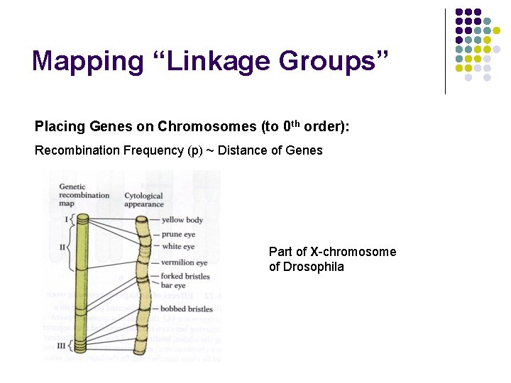 Mapping “Linkage Groups” Placing Genes on Chromosomes (to 0 th order): Recombination Frequency (p)