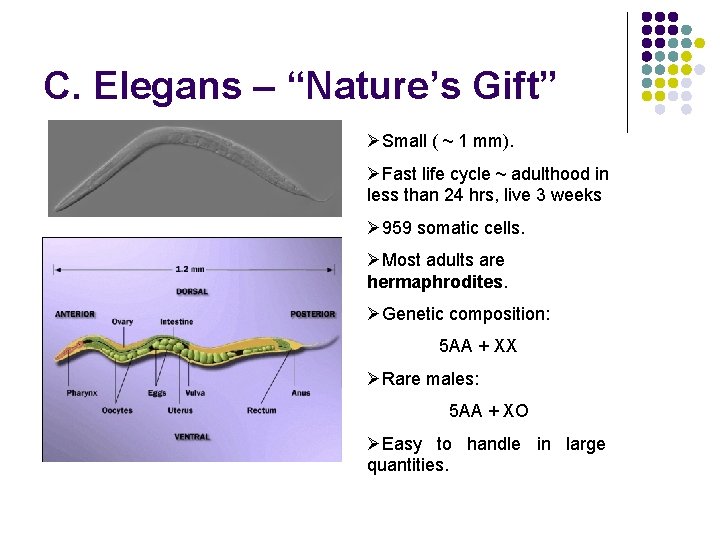 C. Elegans – “Nature’s Gift” ØSmall ( ~ 1 mm). ØFast life cycle ~