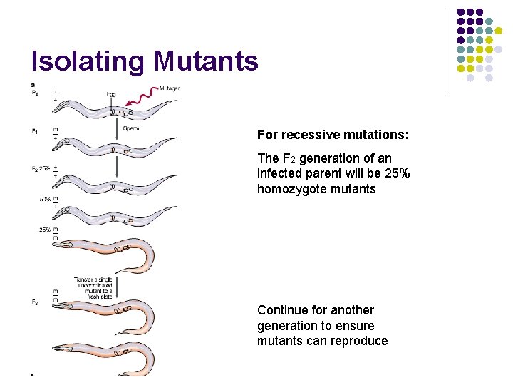 Isolating Mutants For recessive mutations: The F 2 generation of an infected parent will