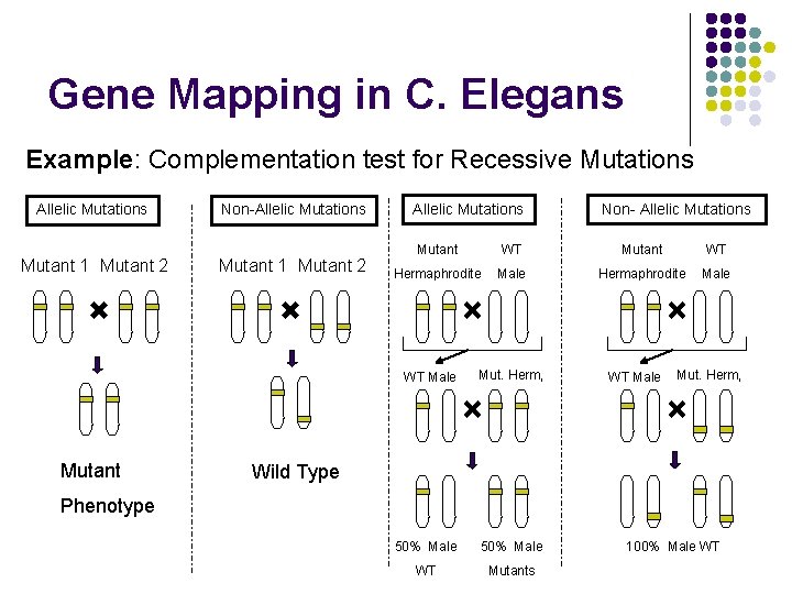 Gene Mapping in C. Elegans Example: Complementation test for Recessive Mutations Allelic Mutations Mutant