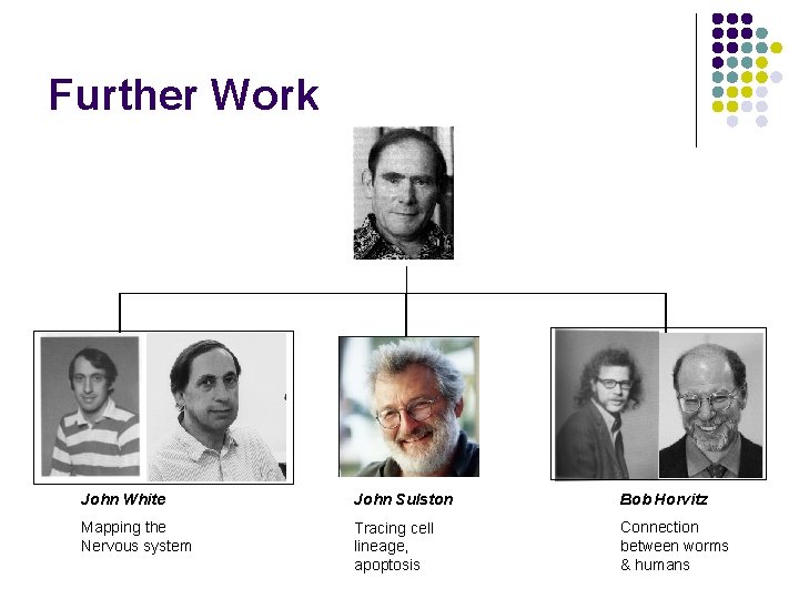 Further Work John White John Sulston Bob Horvitz Mapping the Nervous system Tracing cell