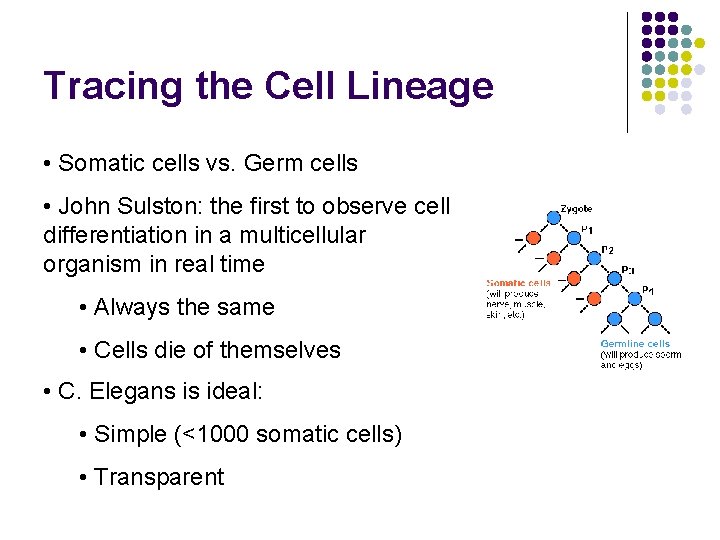 Tracing the Cell Lineage • Somatic cells vs. Germ cells • John Sulston: the
