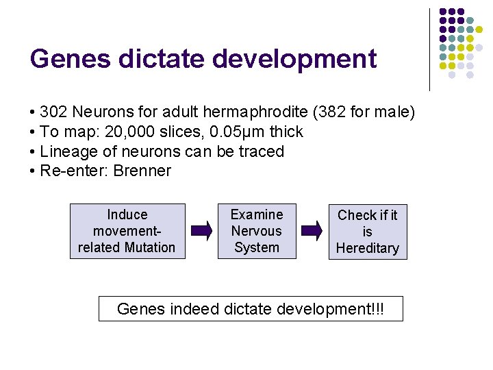 Genes dictate development • 302 Neurons for adult hermaphrodite (382 for male) • To
