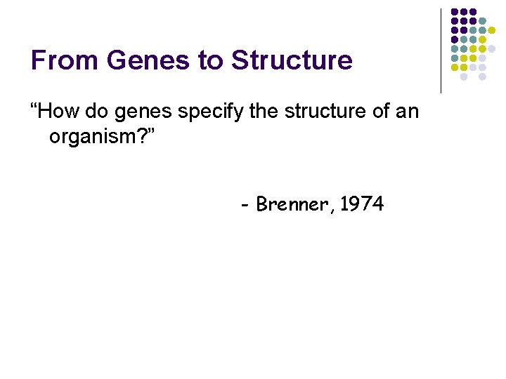 From Genes to Structure “How do genes specify the structure of an organism? ”