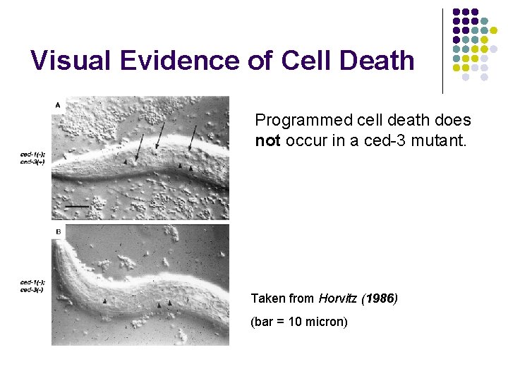 Visual Evidence of Cell Death Programmed cell death does not occur in a ced-3