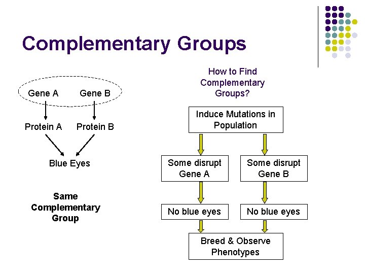 Complementary Groups Gene A Protein A Gene B Protein B Blue Eyes Same Complementary