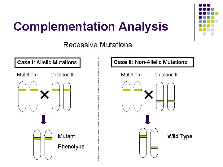 Complementation Analysis Recessive Mutations Case I: Allelic Mutations Mutation II Mutant Phenotype Case II: