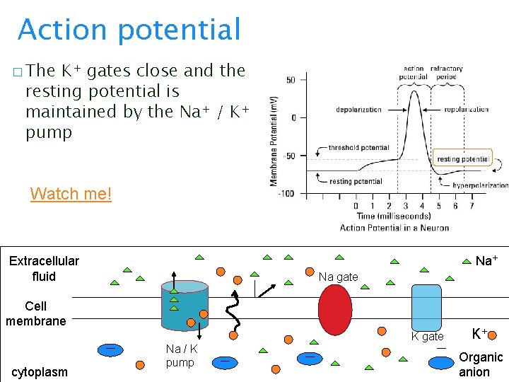 Action potential � The K+ gates close and the resting potential is maintained by