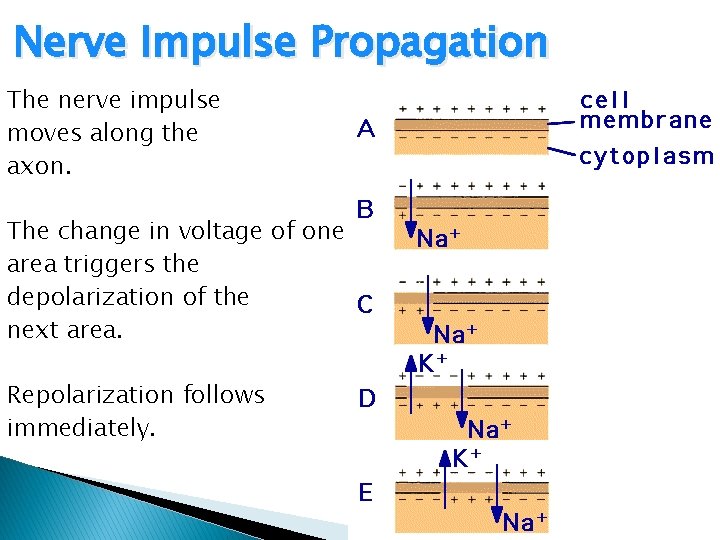 Nerve Impulse Propagation The nerve impulse moves along the axon. The change in voltage