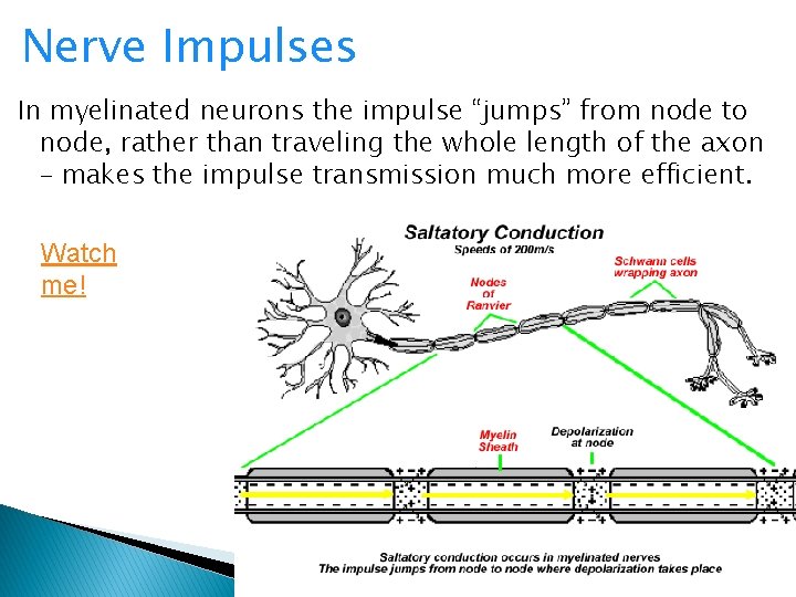 Nerve Impulses In myelinated neurons the impulse “jumps” from node to node, rather than