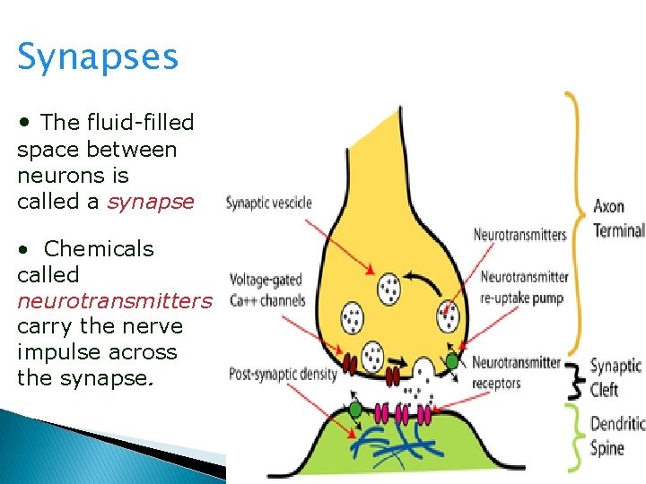 Synapses • The fluid-filled space between neurons is called a synapse • Chemicals called