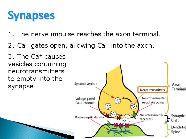 Synapses 1. The nerve impulse reaches the axon terminal. 2. Ca+ gates open, allowing