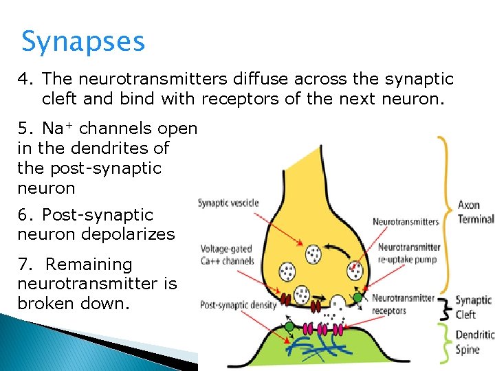 Synapses 4. The neurotransmitters diffuse across the synaptic cleft and bind with receptors of