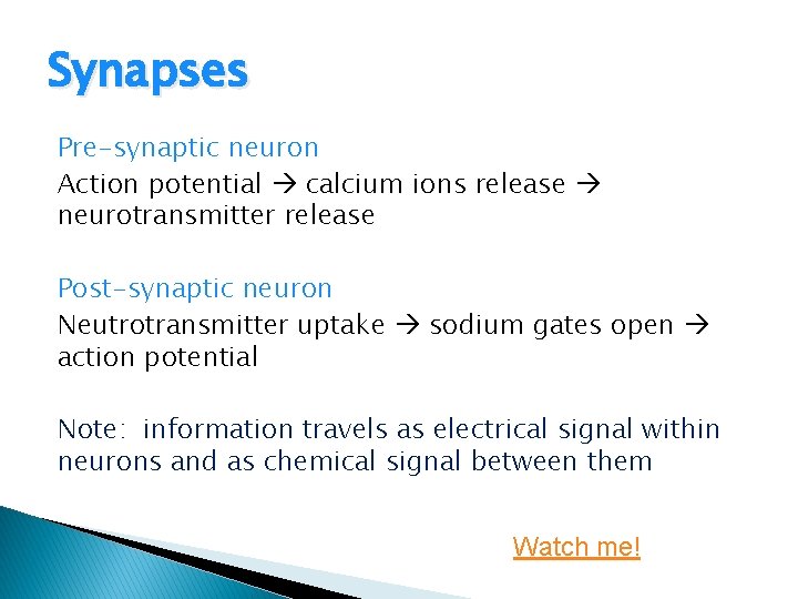 Synapses Pre-synaptic neuron Action potential calcium ions release neurotransmitter release Post-synaptic neuron Neutrotransmitter uptake