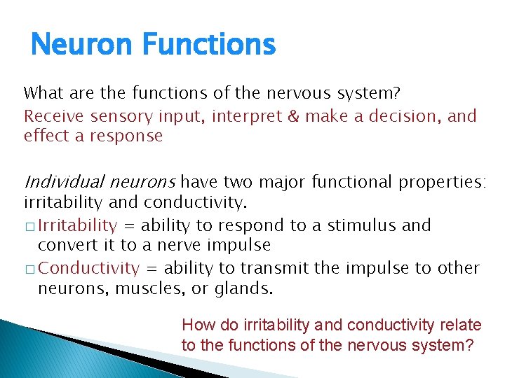 Neuron Functions What are the functions of the nervous system? Receive sensory input, interpret