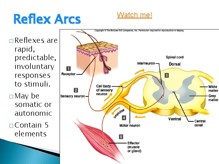 Reflex Arcs � Reflexes are rapid, predictable, involuntary responses to stimuli. � May be