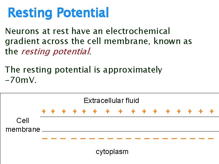 Resting Potential Neurons at rest have an electrochemical gradient across the cell membrane, known