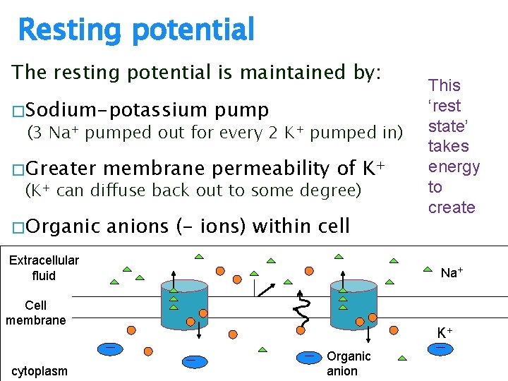 Resting potential The resting potential is maintained by: � Sodium-potassium pump (3 Na+ pumped