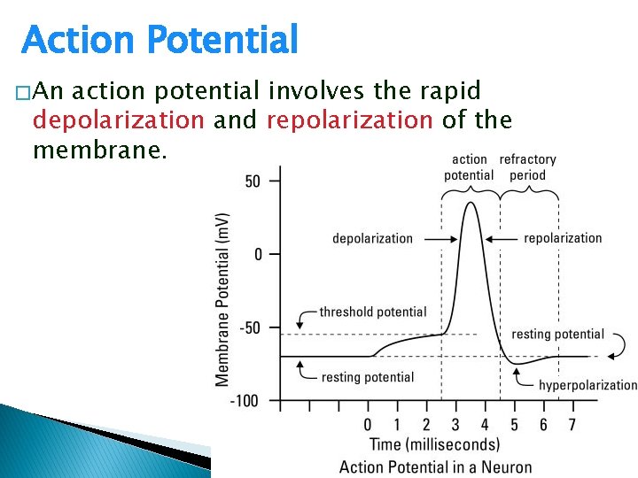 Action Potential � An action potential involves the rapid depolarization and repolarization of the