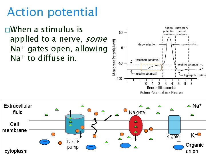 Action potential � When a stimulus is applied to a nerve, some Na+ gates