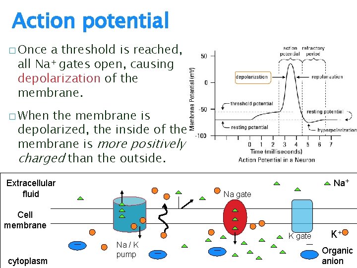 Action potential � Once a threshold is reached, all Na+ gates open, causing depolarization