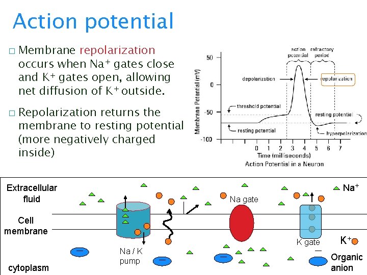 Action potential � � Membrane repolarization occurs when Na+ gates close and K+ gates