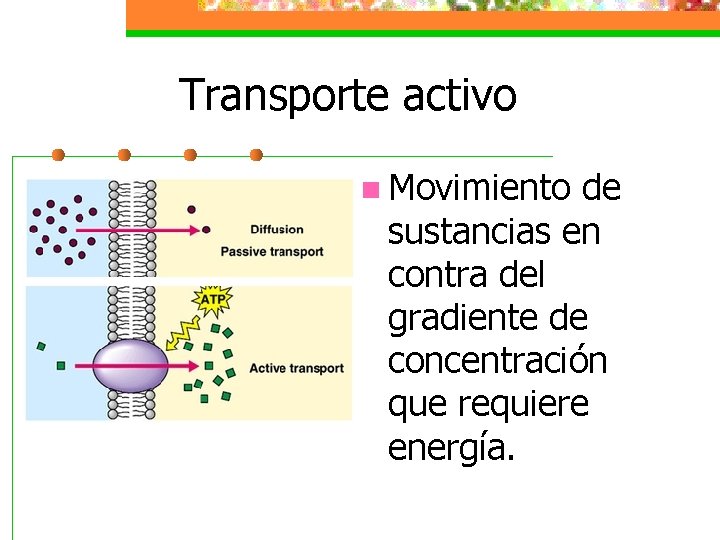 Transporte activo n Movimiento de sustancias en contra del gradiente de concentración que requiere