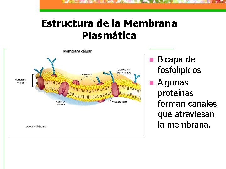 Estructura de la Membrana Plasmática n n Bicapa de fosfolípidos Algunas proteínas forman canales