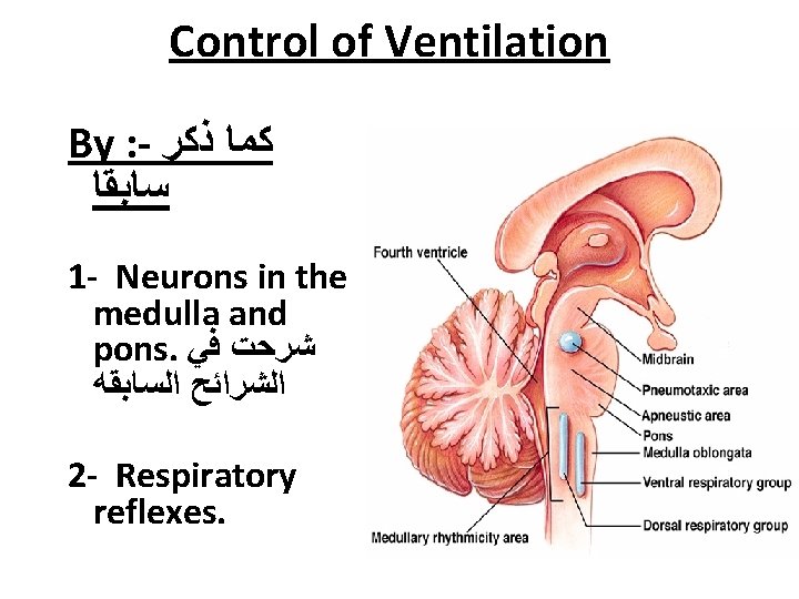 Control of Ventilation By : - ﻛﻤﺎ ﺫﻛﺮ ﺳﺎﺑﻘﺎ 1 - Neurons in the