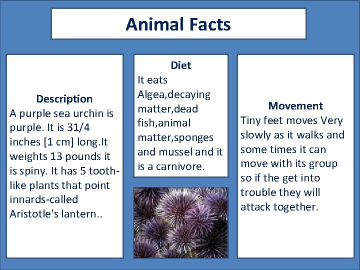 Animal Facts Diet Description A purple sea urchin is purple. It is 31/4 inches