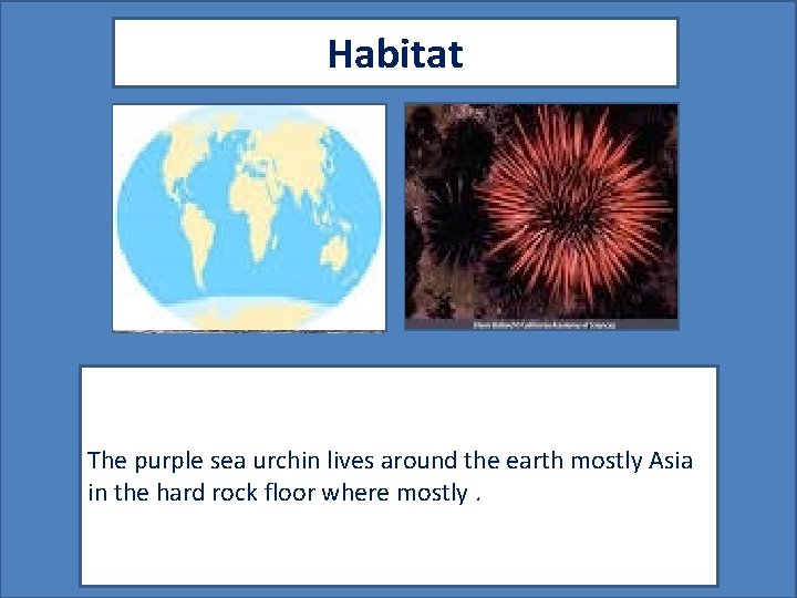 Habitat The purple sea urchin lives around the earth mostly Asia in the hard