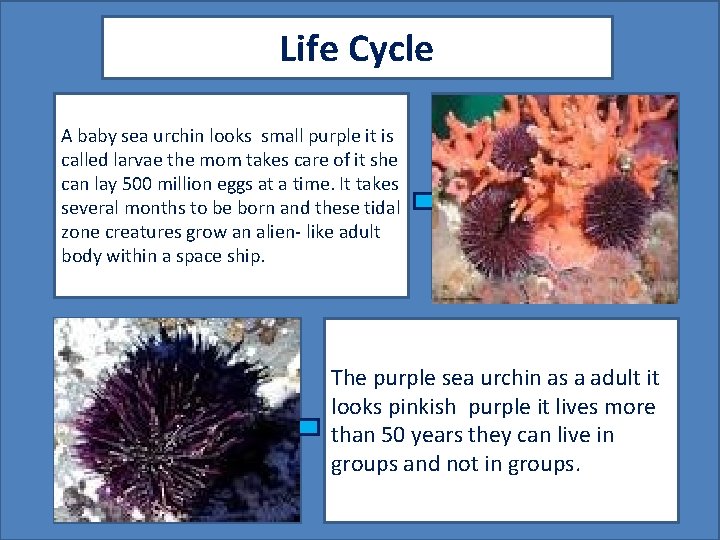 Life Cycle A baby sea urchin looks small purple it is called larvae the