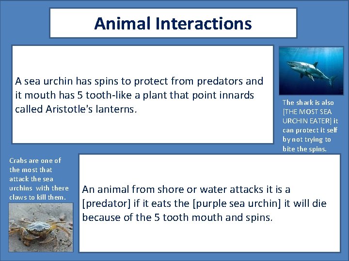 Animal Interactions A sea urchin has spins to protect from predators and it mouth