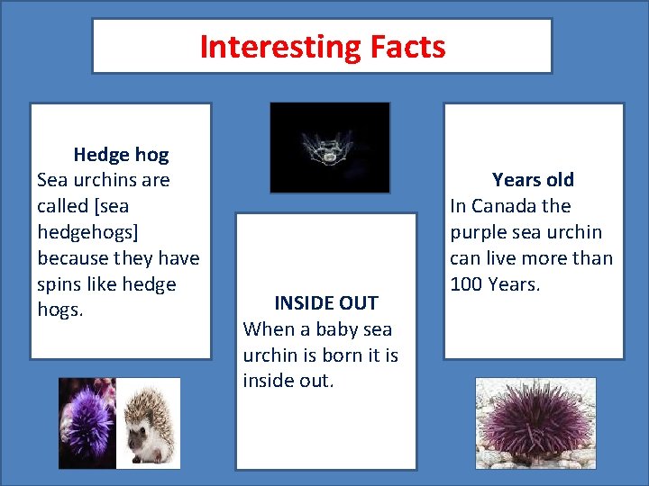 Interesting Facts Hedge hog Sea urchins are called [sea hedgehogs] because they have spins