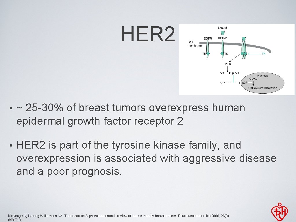 HER 2 • ~ 25 -30% of breast tumors overexpress human epidermal growth factor