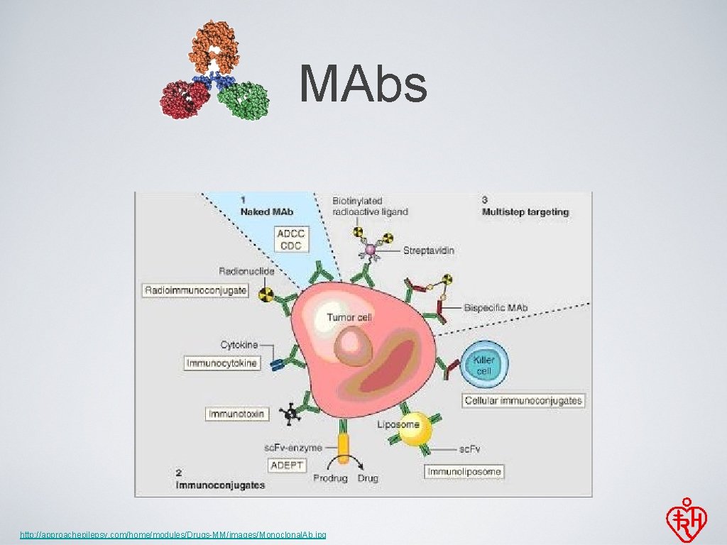 MAbs http: //approachepilepsy. com/home/modules/Drugs-MM/images/Monoclonal. Ab. jpg 