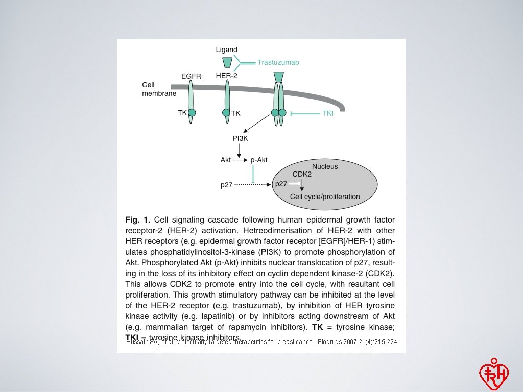 Hussain SA, et al. Molecularly targeted therapeutics for breast cancer. Biodrugs 2007; 21(4): 215