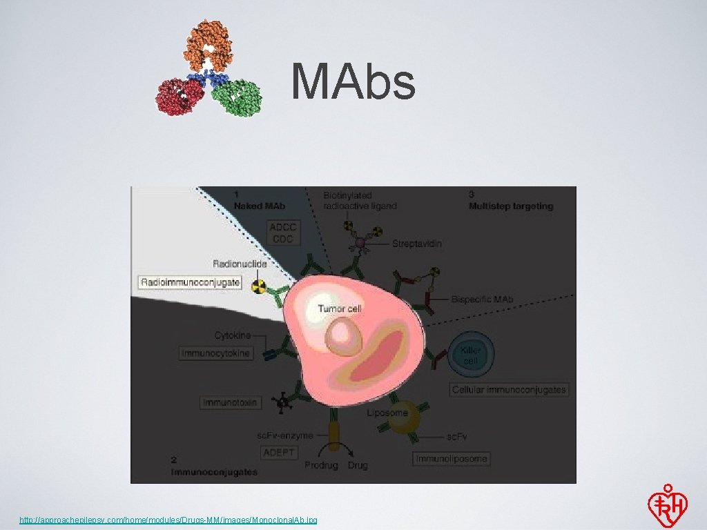 MAbs http: //approachepilepsy. com/home/modules/Drugs-MM/images/Monoclonal. Ab. jpg 